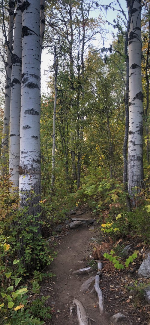 Calming scenery of trees and the winding forested trail